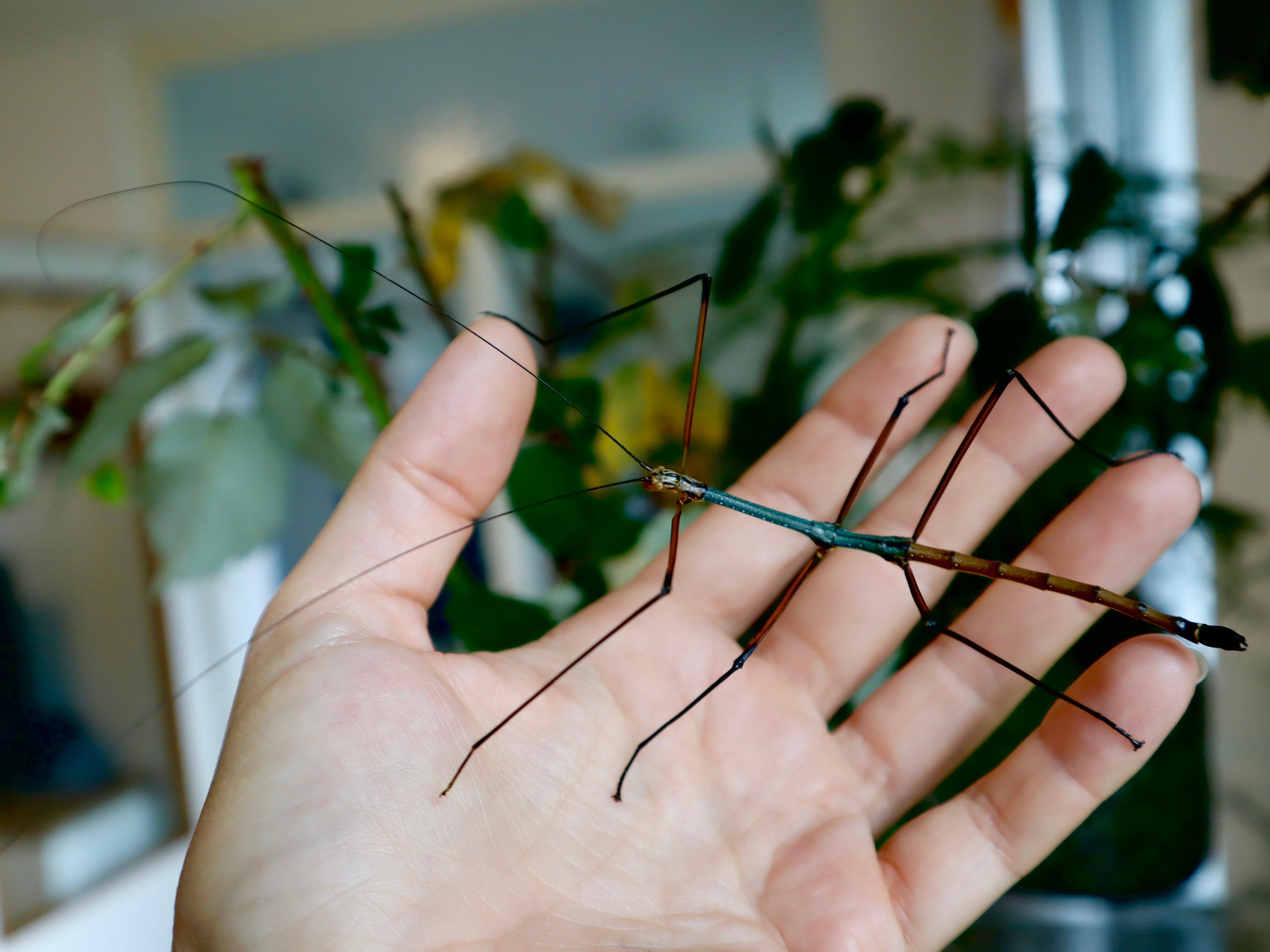 Thai Stabschrecke Blue (Ramulus nematodes)