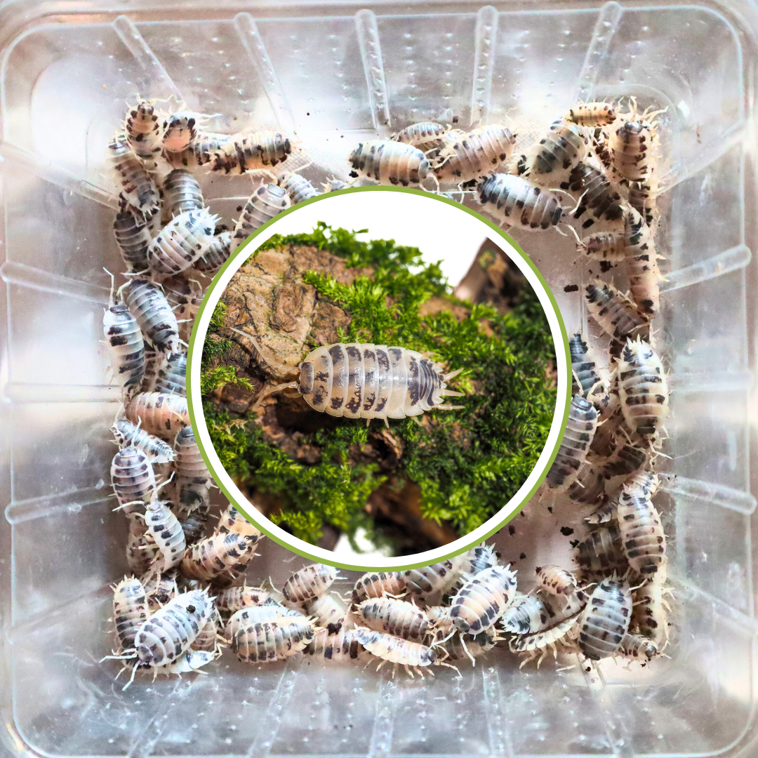 Panda Asseln-Porcellio laevis, 20 Tiere