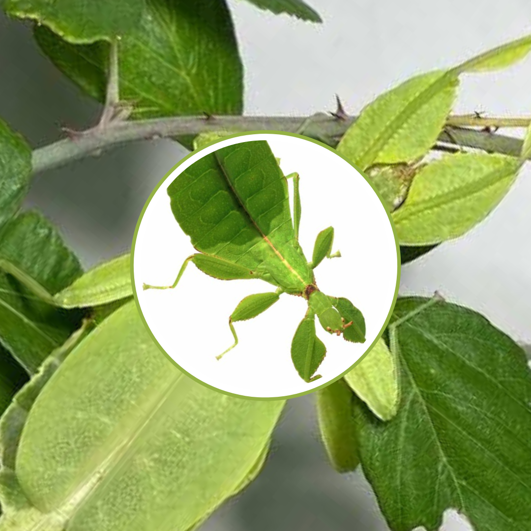 Wandelnde Blätter (Phyllium philippinicum), 3 Tiere, L3-5