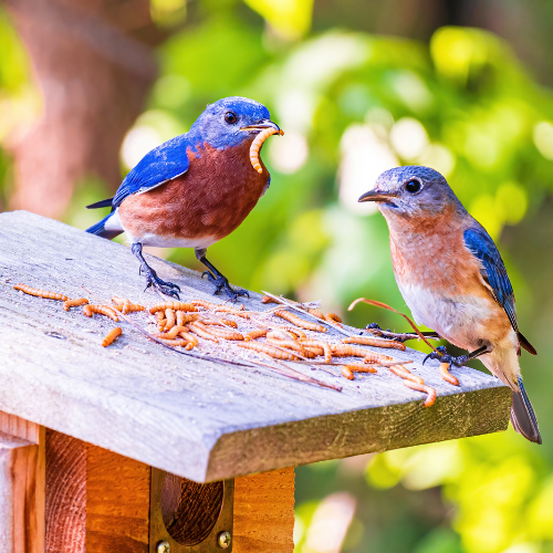 Vogelhilfe im ABO (nur für Österreich)