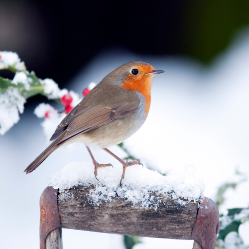 Vogelhilfe im ABO (nur für Österreich)