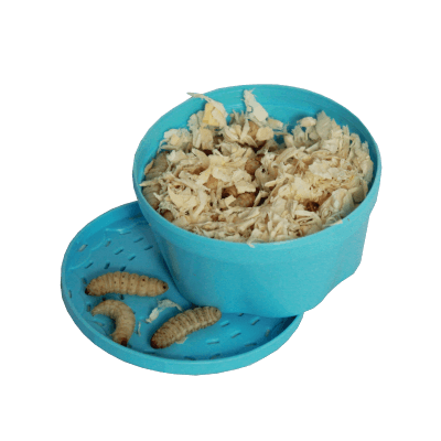 Die Wachraupen ist ein Optimales Zusatzfutter für Reptilien und eine gehaltvolle Abwechslung. Sie haben eine Größe von ca. 20-25mm Die weißen Larven sind sehr einfach zu verfüttern und beliebt bei fast jede Reptilienart sowie als Angelköder. Diese Futtertiere werden bei vielen Reptilienarten als Leckerbissen angesehen.