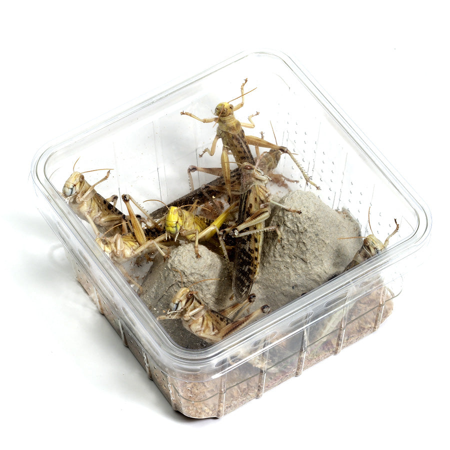 Frische Heuschrecken