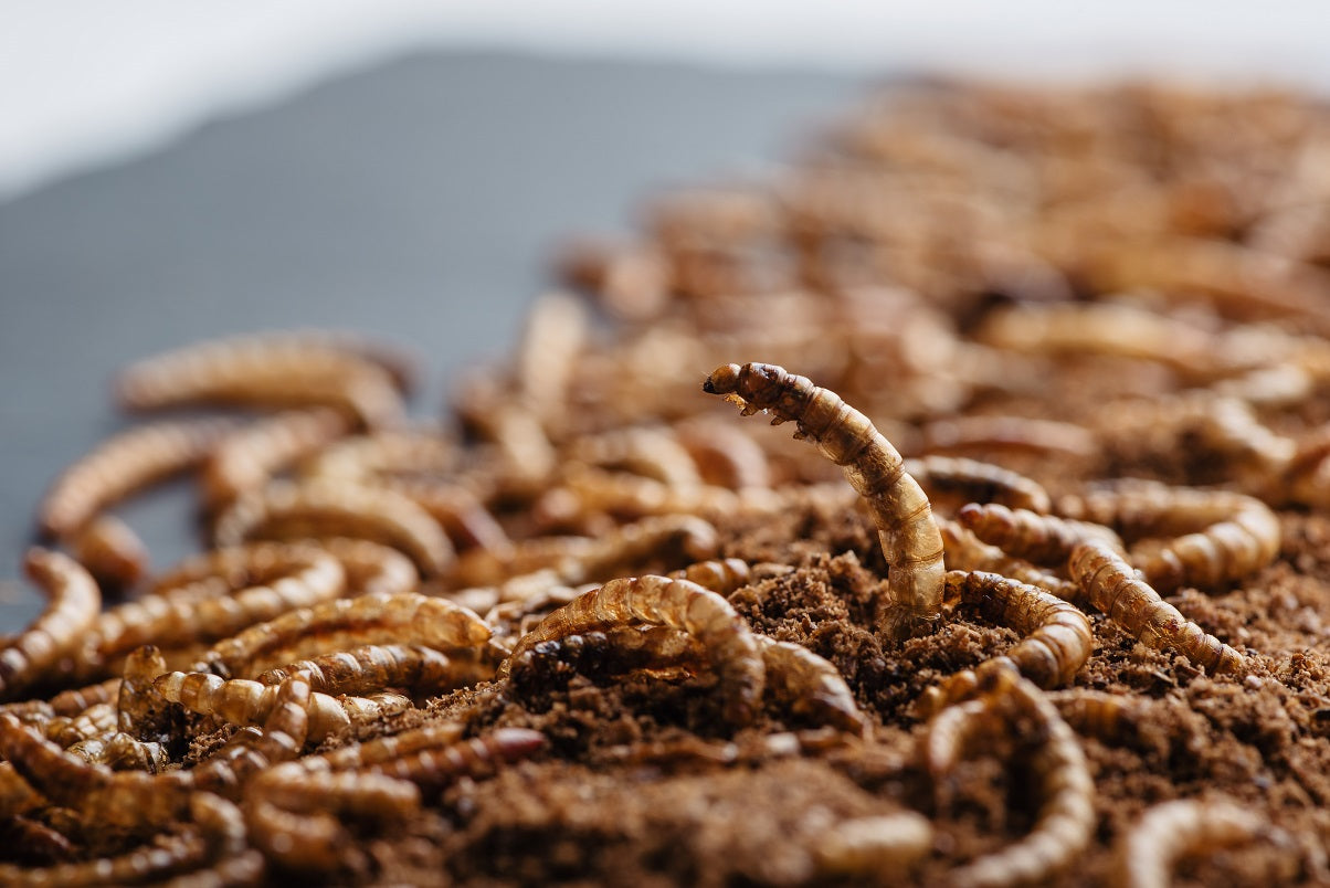 Wo kannst du Insekten kaufen?