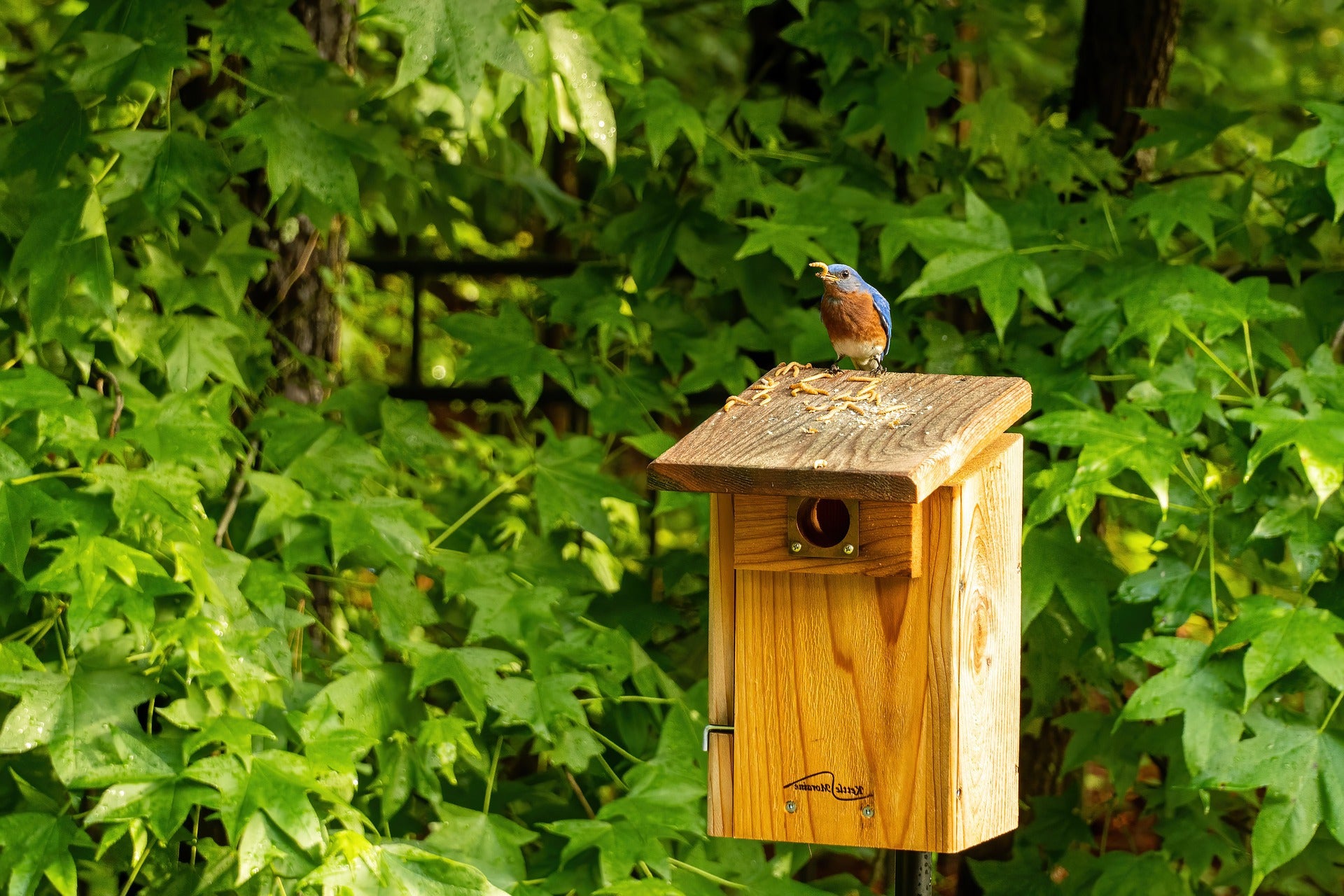 Wildtierfütterung - Welche Tiere brauchen unsere Hilfe?