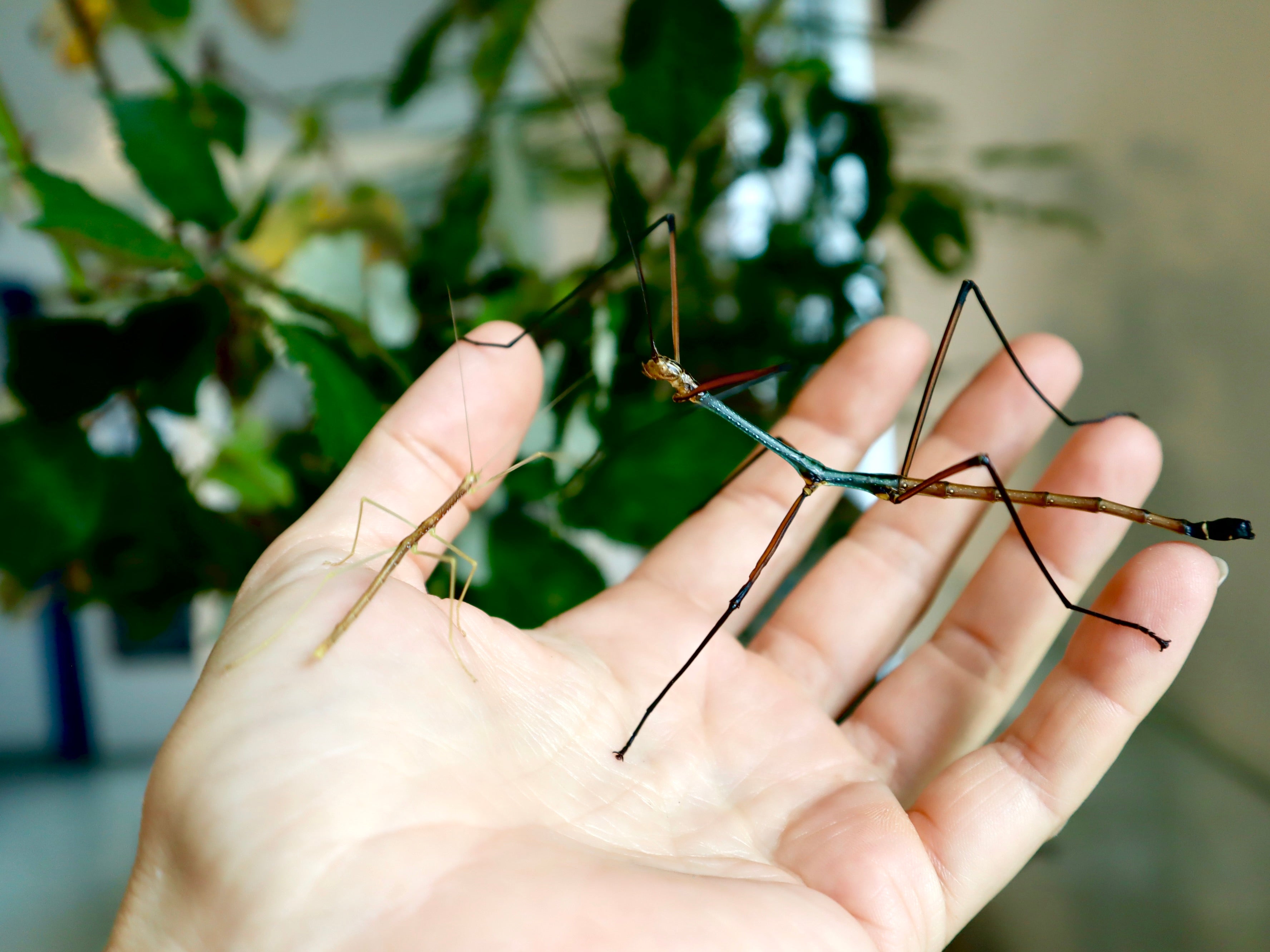 Thai Stabschrecke Blue (Ramulus nematodes)