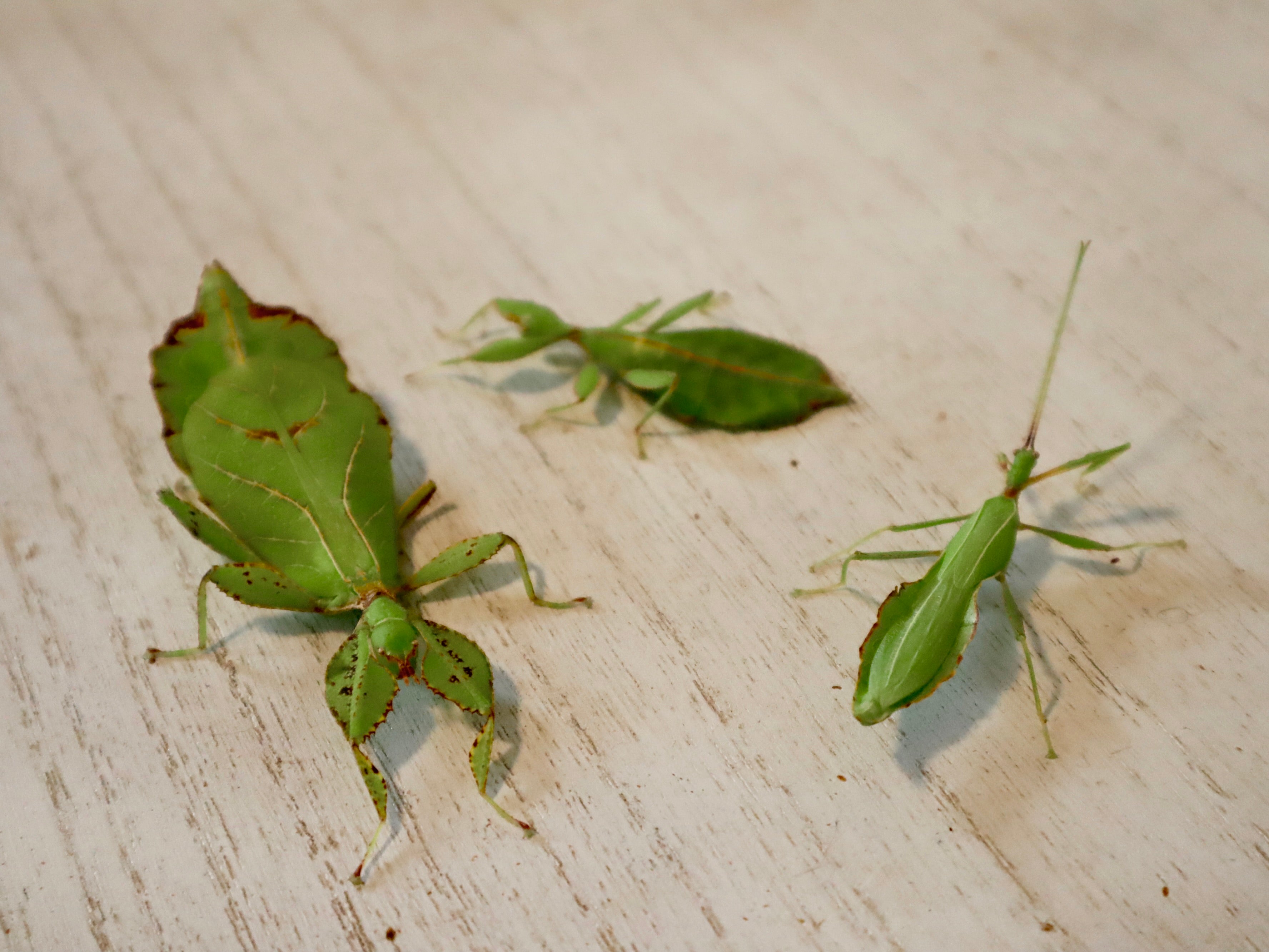Wandelnde Blätter (Phyllium philippinicum), 3 Tiere, L3-5