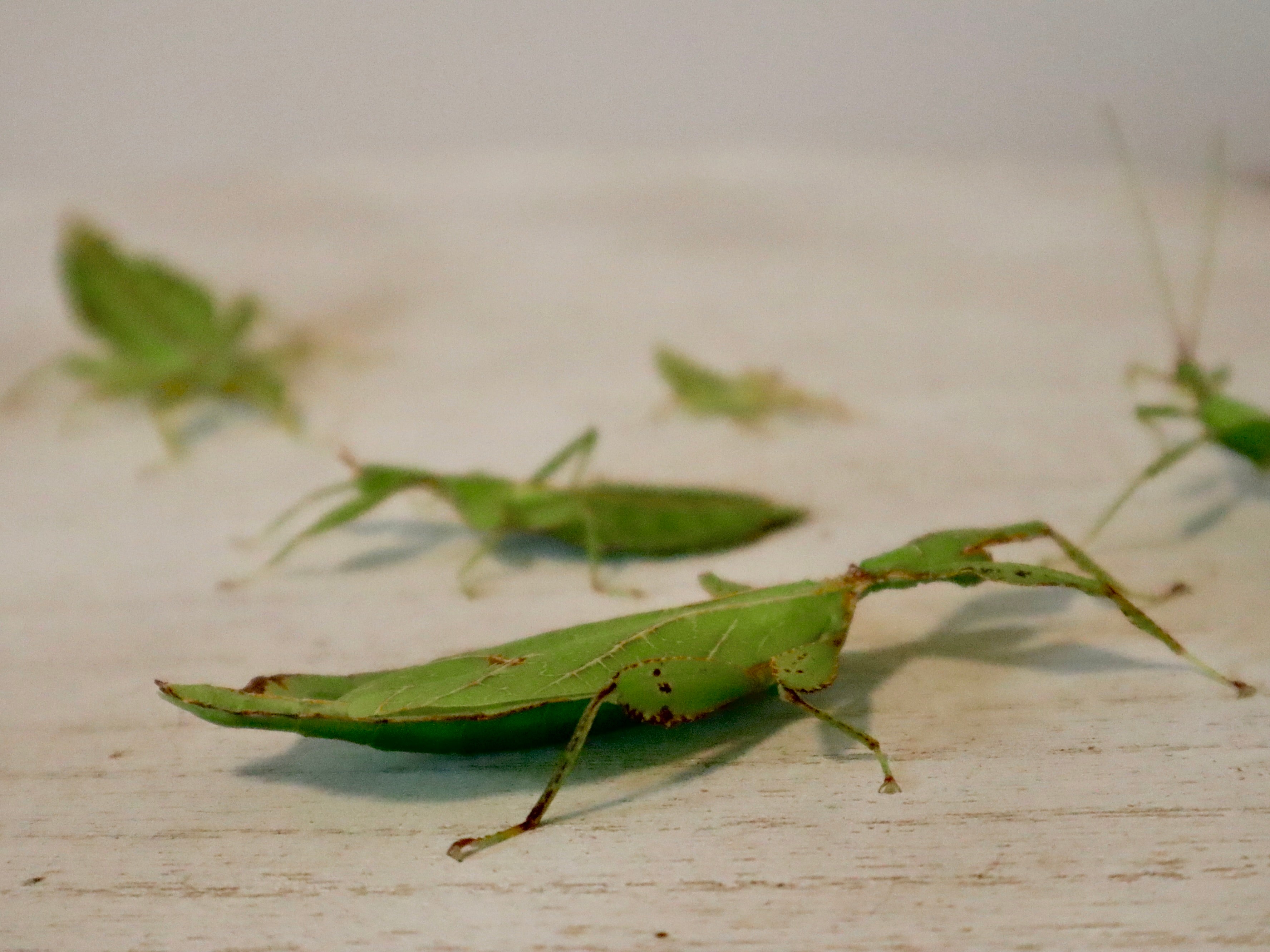 Wandelnde Blätter (Phyllium philippinicum), 3 Tiere, L3-5