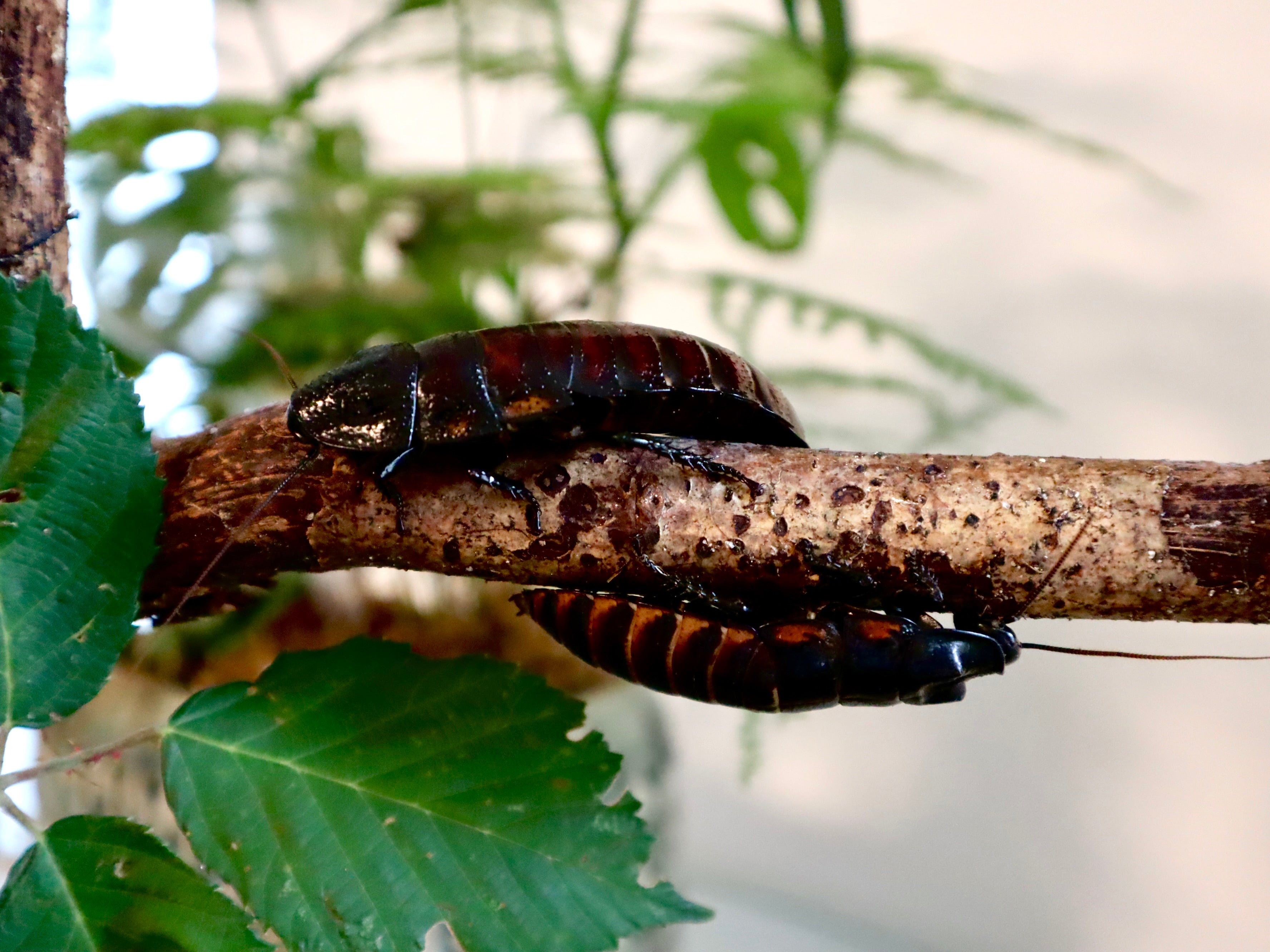 Madagaskar Fauchschabe