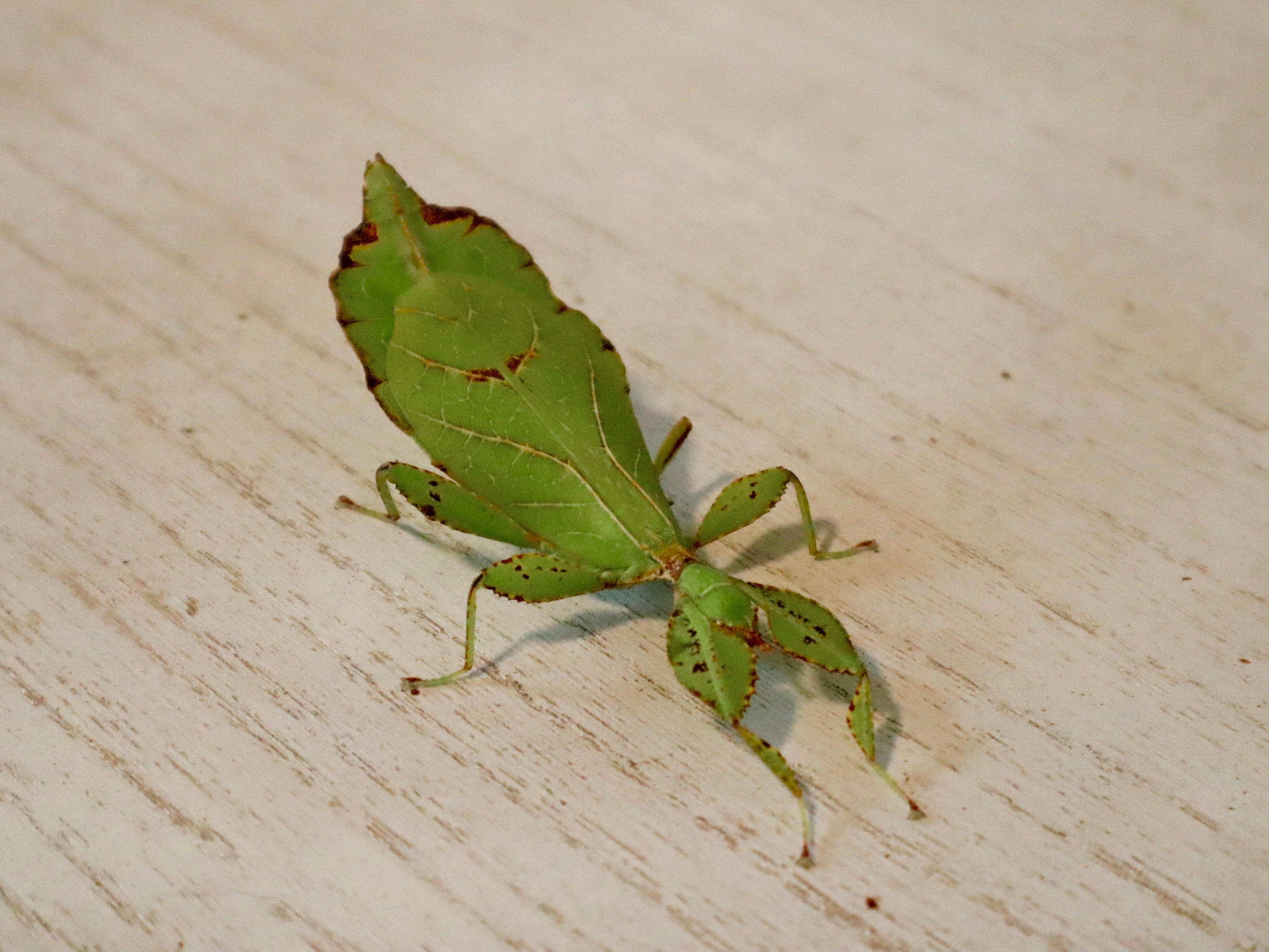 Wandelnde Blätter (Phyllium philippinicum), 3 Tiere, L3-5