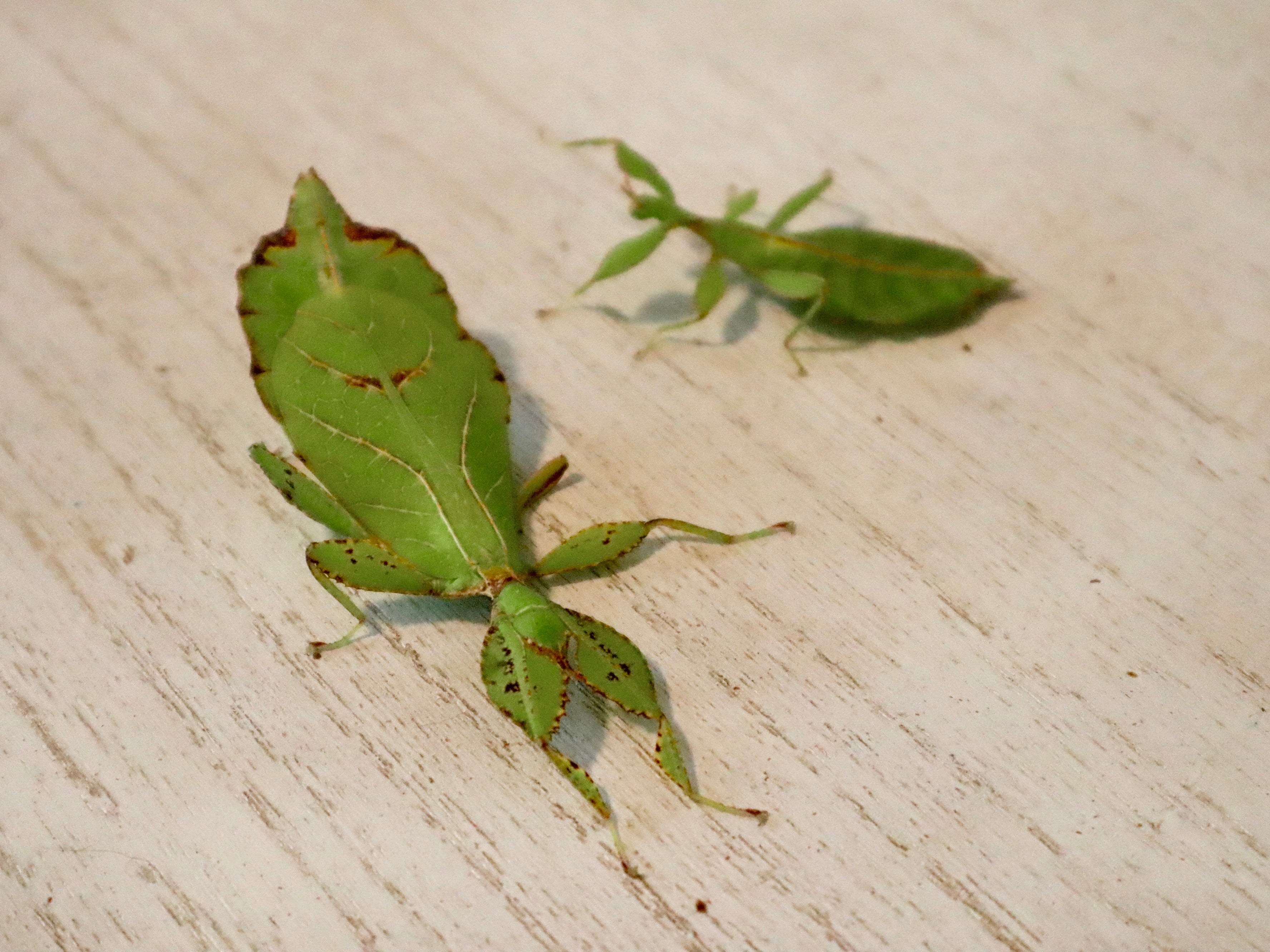 Wandelnde Blätter (Phyllium philippinicum), 3 Tiere, L3-5