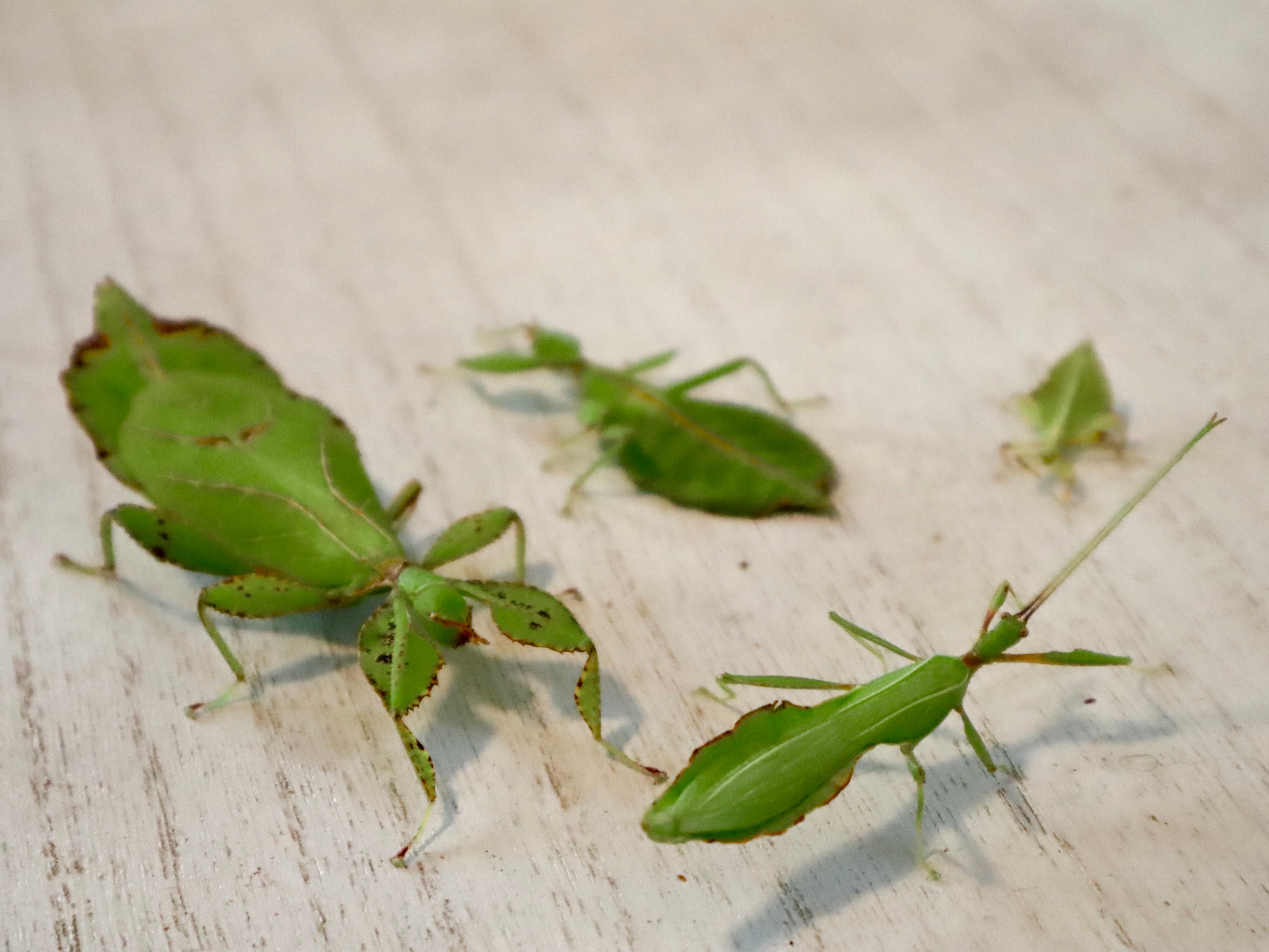 Wandelnde Blätter (Phyllium philippinicum), 3 Tiere, L3-5