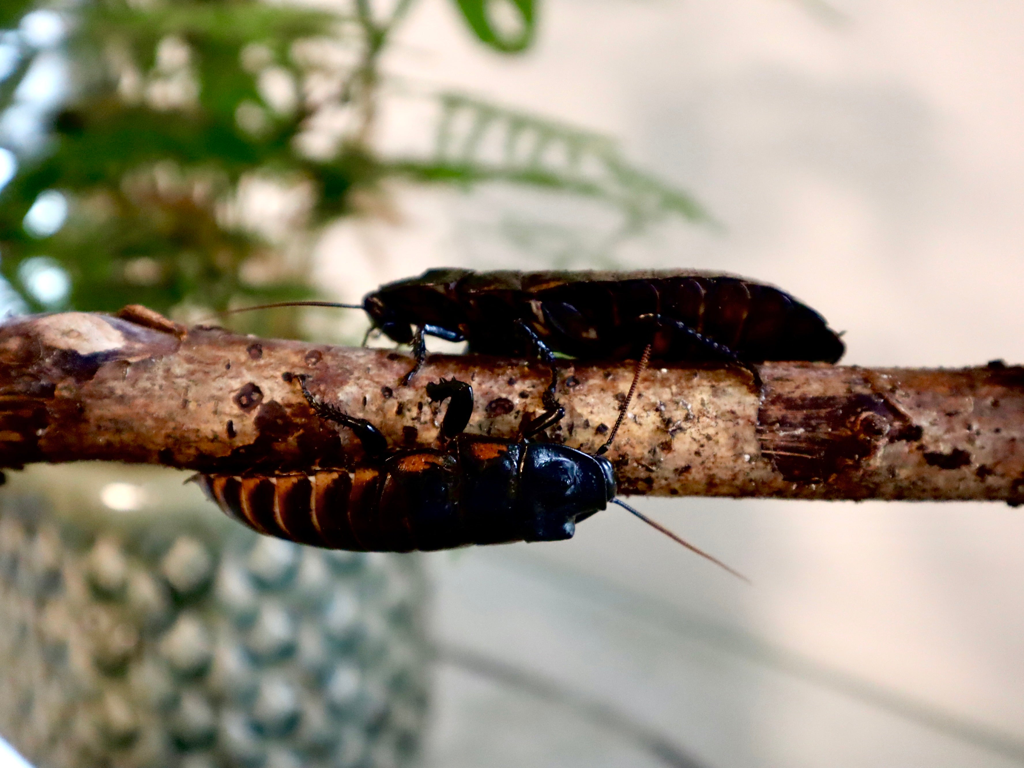 Madagaskar Fauchschabe