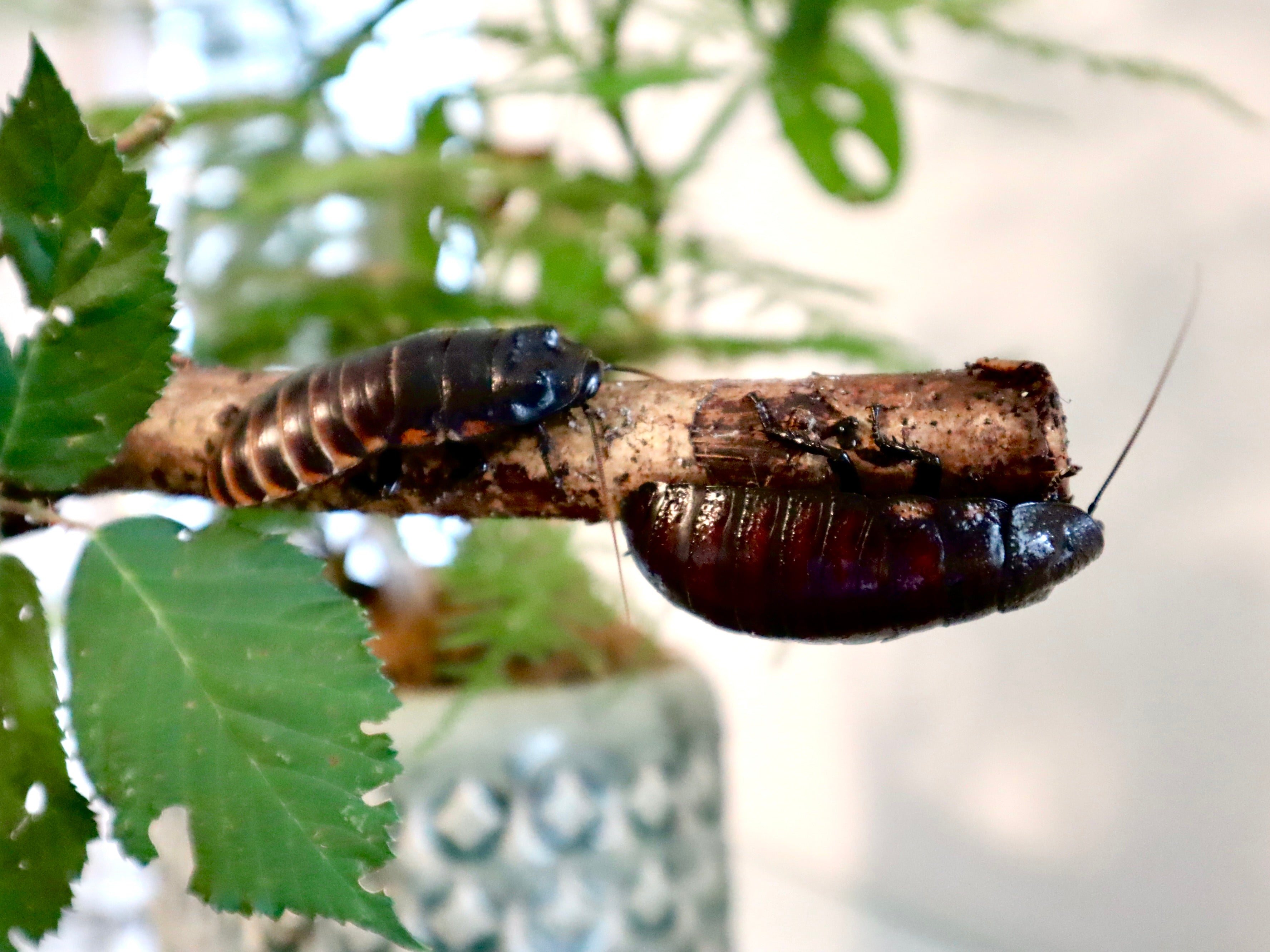 Madagaskar Fauchschabe