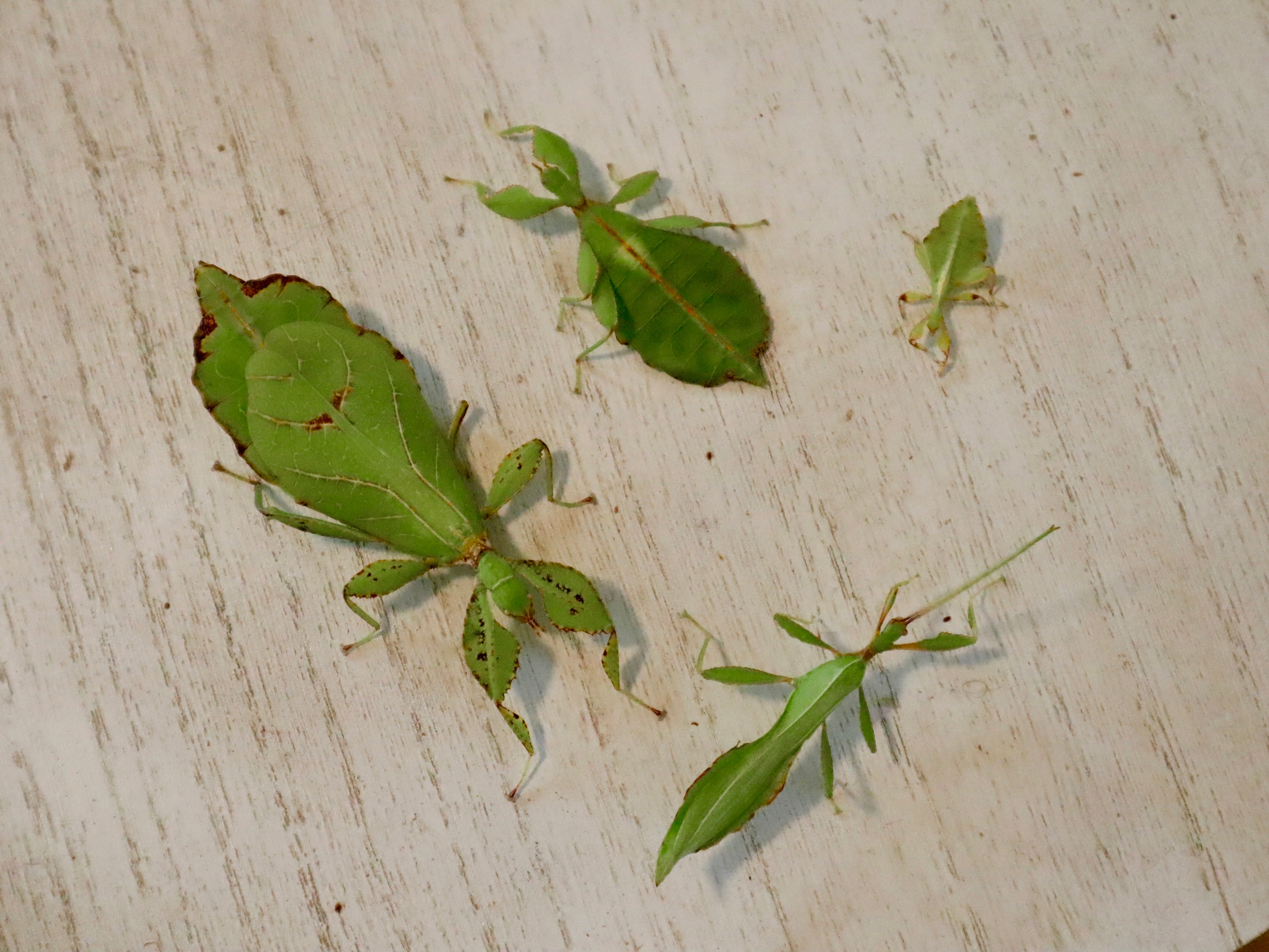 Wandelnde Blätter (Phyllium philippinicum), 3 Tiere, L3-5