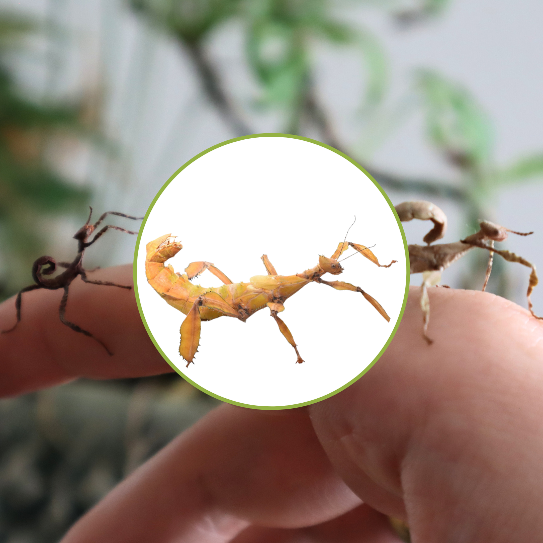 Australische Gespenstschrecke (Extatosoma tiaratum), 1 Tier