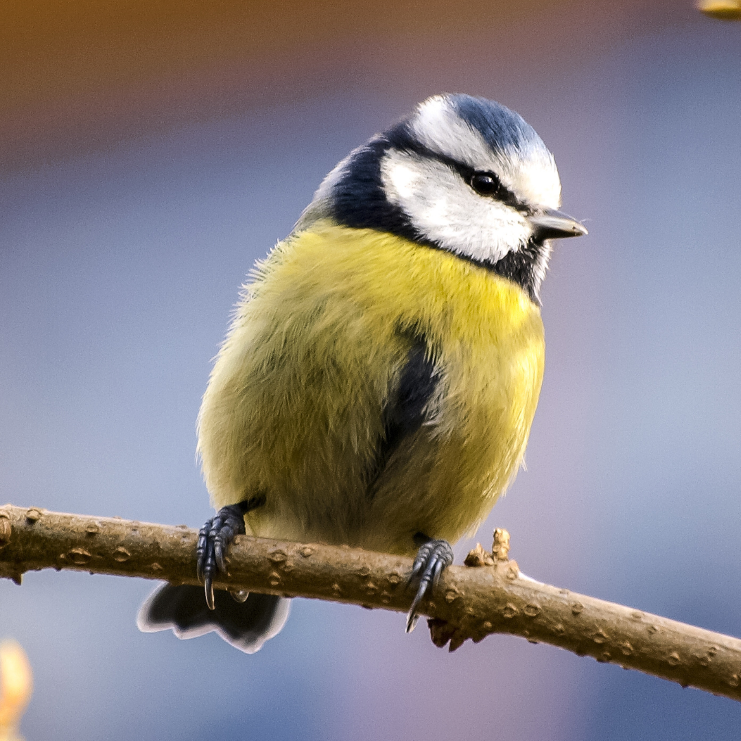 Nistkastenbausatz für Kohl- und Blaumeise
