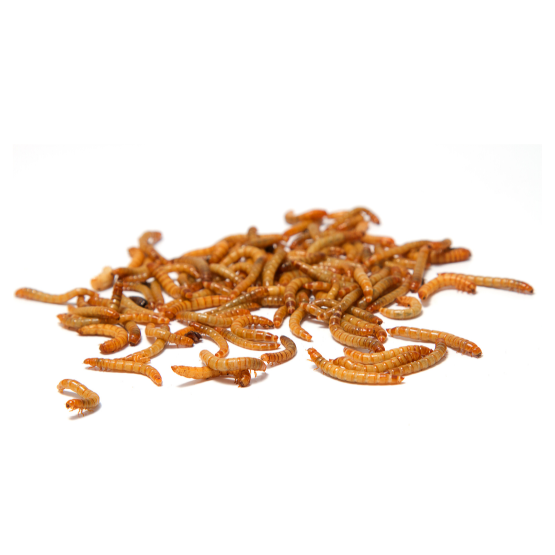 Bio Mehlwurm, 1000g, lebend