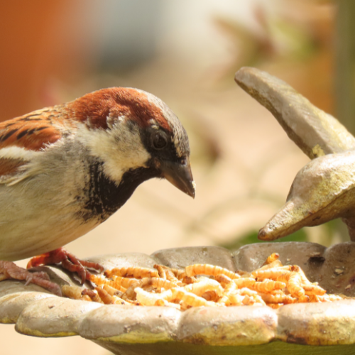 Vogelhilfe im ABO (nur für Österreich)