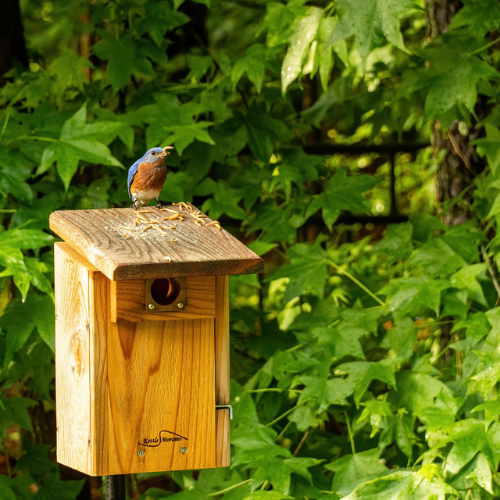 Vogelhilfe im ABO (nur für Österreich)