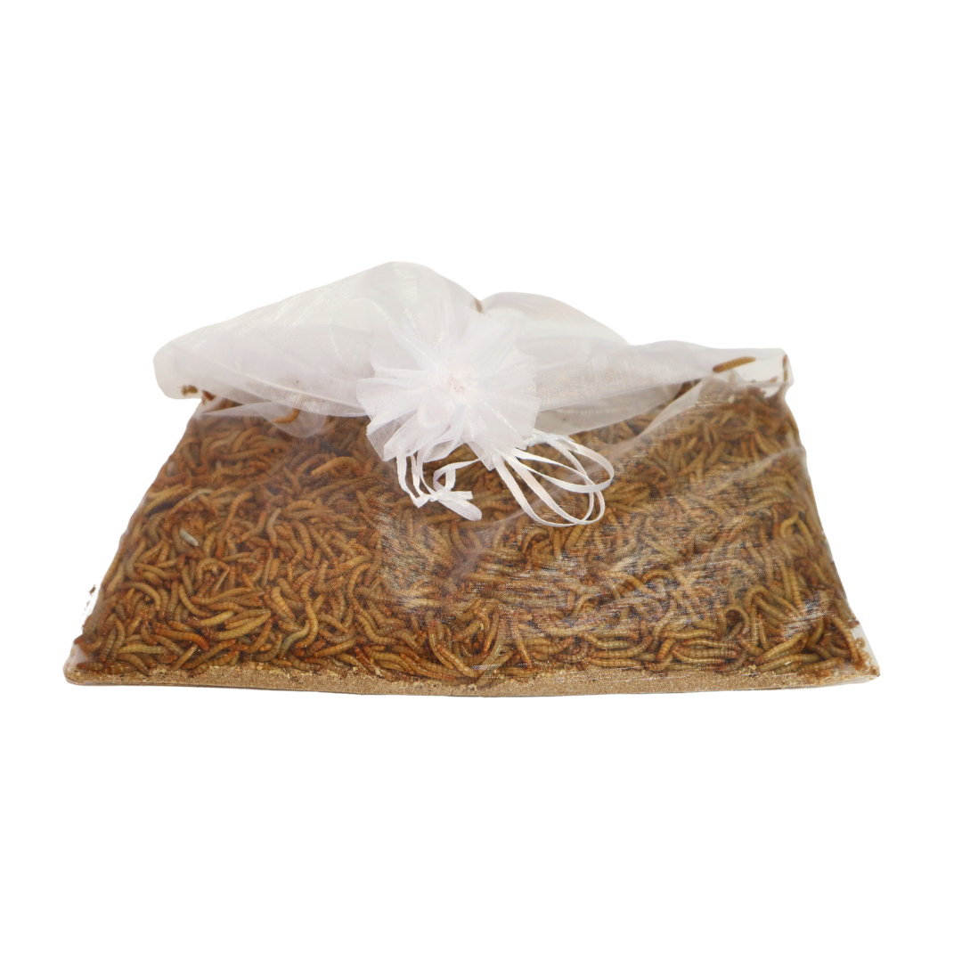 Bio Mehlwurm, 1000g, lebend
